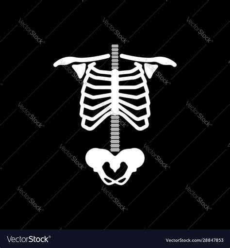 Anatomy Rib Cage How Many Ribs Does The Human Body Have What Are