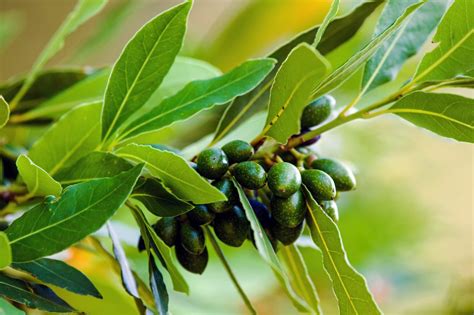 Scheuen sie jedoch keine mühen und greifen sie zur handschere anstatt aus bequemlichkeit zu einer motorisierten heckenschere. Lorbeer: So gelingt der Anbau im eigenen Garten - Plantura