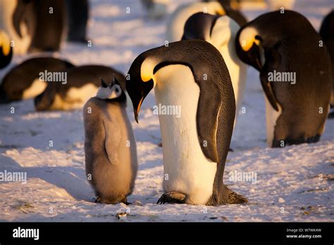 Emperor Penguin Aptenodytes Forsteri Adult With Chick Looking Up With