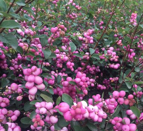 Buy Snowberry Symphoricarpos Hedging Plants View Our Varieties