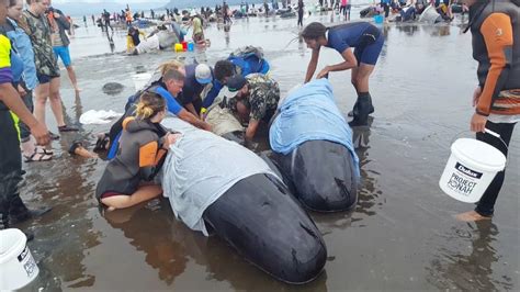 Hundreds Of Whales Wash Up Dead On New Zealand Beach Youtube