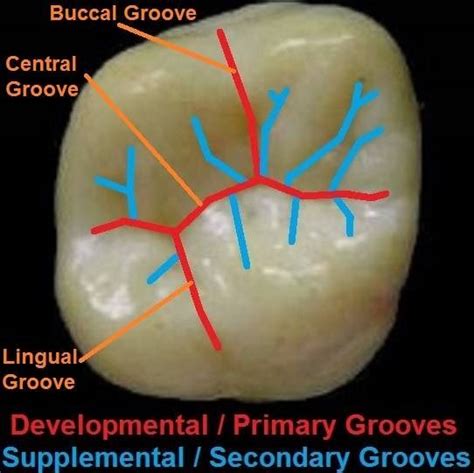Dentaltown Dental Anatomy And Tooth Morphology Dental Anatomy