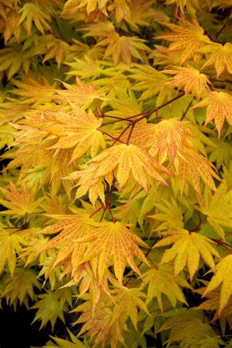 Autumn Colours Of Golden Full Moon Maple Acer Shirasawanum Aureum
