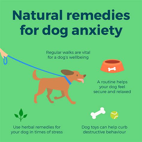 When a dog has separation anxiety, his behavior will be much more extreme. How Do U Know If Your Dog Has Anxiety - Etuttor