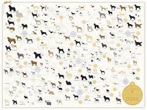 The Diagram Of Dogs Chart 18 Quot X28 Quot 45cm 70cm Canvas Print