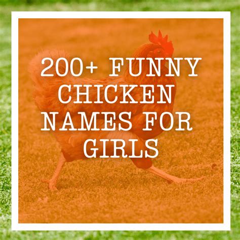 200 Funny Chicken Names For Girls