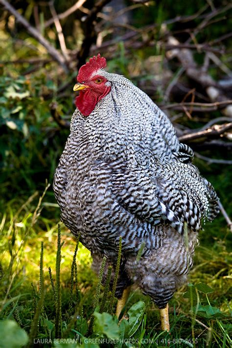 Barred plymouth blue rock chicken. A Plymouth Rock rooster with his flock. | GreenFuse Photos ...