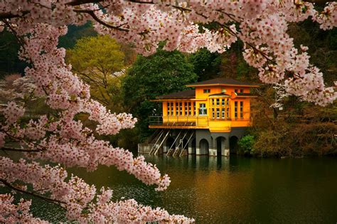 Cherry Blossom Trees Spring Lake Flowers Japan Nature Landscape