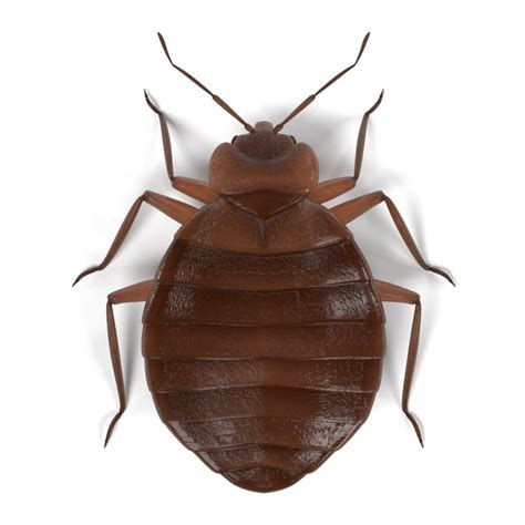 Where To Look For Bed Bugs Bed Bug Cleveland Blog