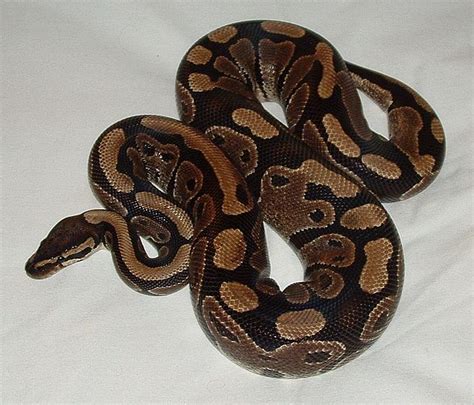 Ball Python Morphs Snakes Pictures - All Best Desktop Wallpapers