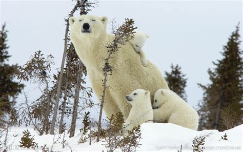 47 Polar Bear Bing Wallpaper