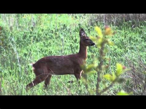 Amongst other effects, they have been reported to cause nausea, vomiting. deer screaming sound effect - FunClipTV