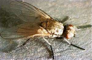 An integrated pest management (ipm) program integrates control tactics including cultural practices, variety selection, biological control and insecticides to manage insect pest populations so that economic damage and harmful environmental side effects are minimized. Seedcorn Maggot | Pest Management | Farms.com