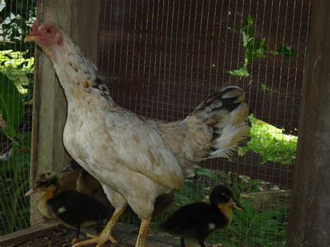 (10) tangzhong starter (4) telur (52) tips dan. Kucing Utara: Ibu ayam anak itik