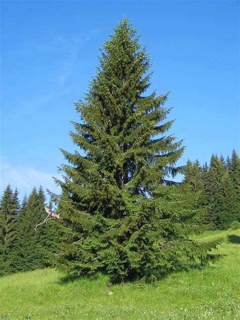 Trees Planet Picea Abies Norway Spruce