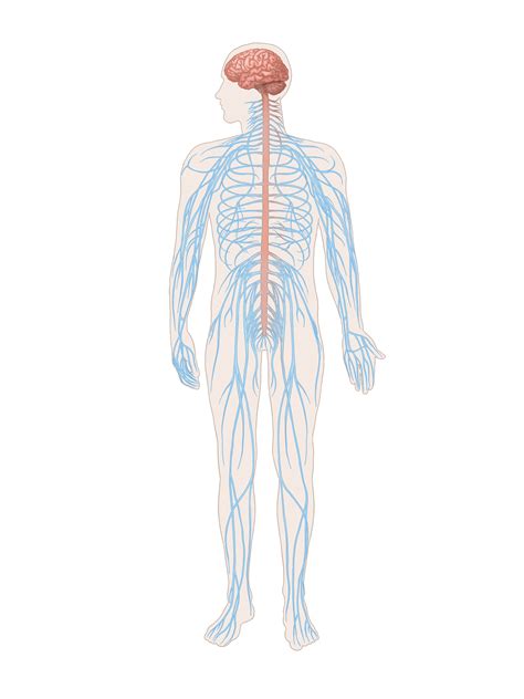 Anatomical Illustrations On Behance