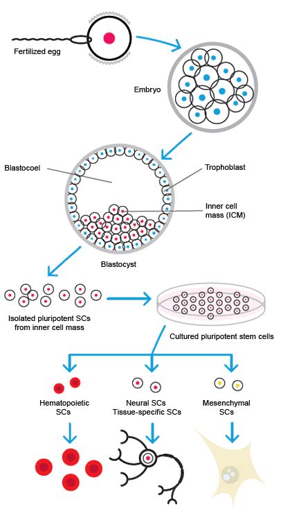 Difference Between Adult And Embryonic Stem Cells