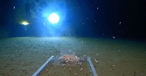 Имя на русском алетта оушен. The Mariana Trench: American diver Victor Vescovo breaks ...