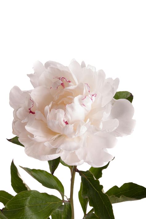It refers to a hardy, spring flower and has a unique attractiveness to it. White with Red Peonies - Peonies - Types of Flowers ...
