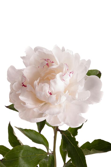 If you're looking for an extended bloom season, intersectional peonies can produce flowers for a period of 3 to 4 weeks, with as many as 30 to 50 blossoms. White with Red Peonies - Peonies - Types of Flowers ...