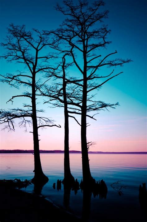 Three Cypress Landscape Photography Nature Pictures