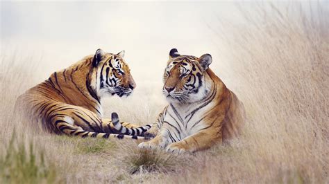 Two Tigers Nature Animals Tiger Big Cats Hd Wallpaper Wallpaper Flare