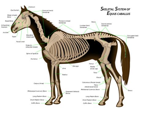 Skeletal System Of The Horse Horse Anatomy Horses Animals