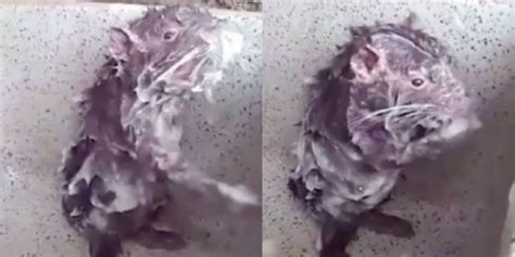 The Truth Behind The Viral Video Of A Rat Taking A Shower Indy100