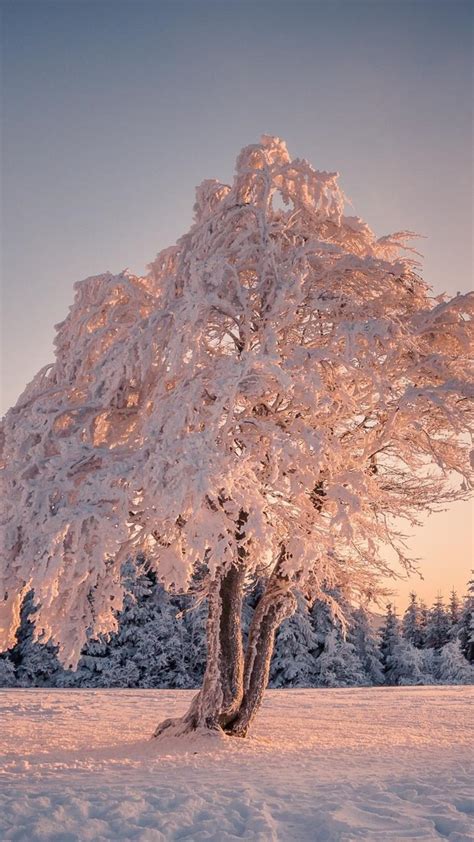 1080x1920 1080x1920 Mountains Nature Winter Hd Trees Snow For