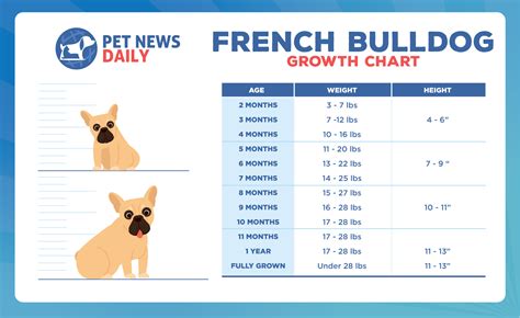 French Bulldog Growth Chart How Big Will Your French Bulldog Get