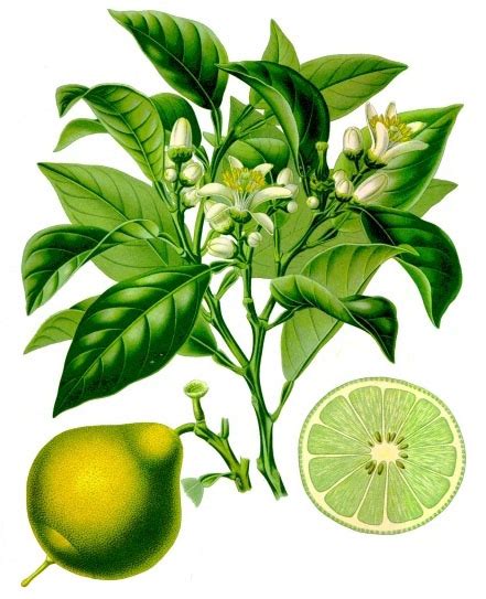 Citrus bergamia) bezeichnet man eine gruppe aus der gattung der zitruspflanzen (citrus), die als hybride aus süßer limette (citrus limetta) und bitterorange (citrus × aurantium) oder aus zitronatzitrone (citrus medica) und bitterorange entstanden sein könnten. Bergamotteöl