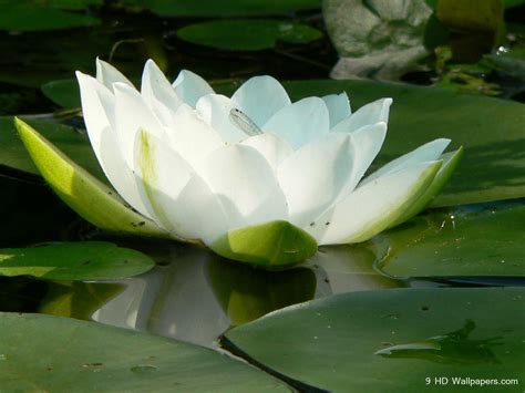White lotus on black background.image provided by getty images. Lotus Flower Wallpapers - Wallpaper Cave