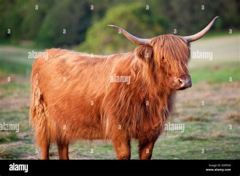 Highland Cattle Or Kyloe An Ancient Scottish Breed Of Beef Cattle