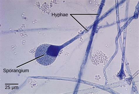 200 x 133 jpeg 16 кб. Characteristics of Fungi | Biology II