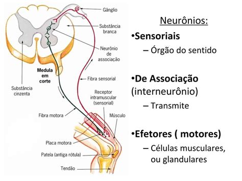 Neuronio Motor Sensitivo E Associativo Anatomia Papel E Caneta