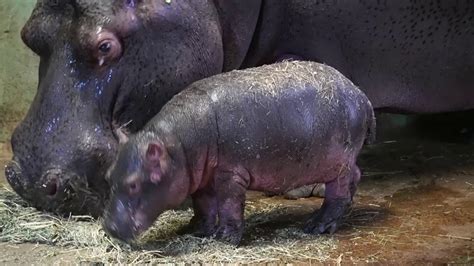 Bebé Hipopótamo Sale Del Agua Por Primera Vez Tras Su Nacimiento En