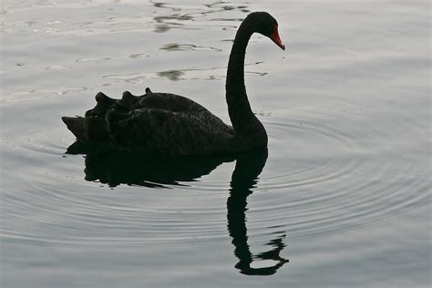 Swan Silhouette Photograph By Robert Wise Fine Art America