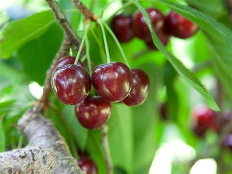 Tips And Information About Cherry Trees Gardening Know How