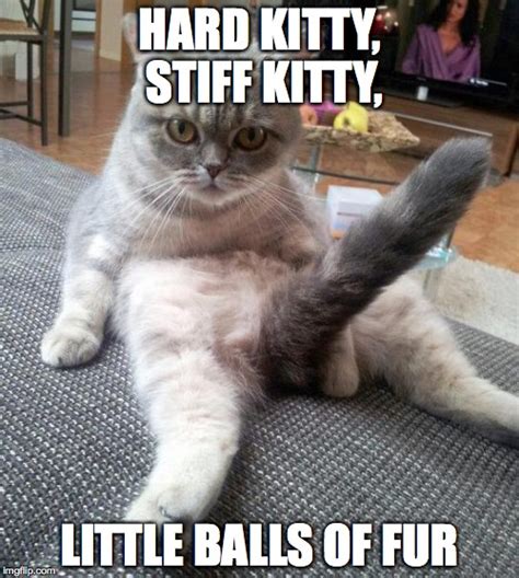 Sexy Cat Meme Imgflip