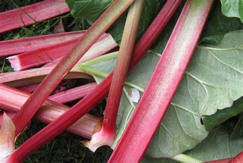 What Does Rhubarb Taste Like And The Facts You Need To Know