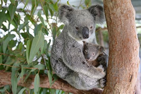 Baby Koala Refuses To Let Go During Moms Surgery Photos Success