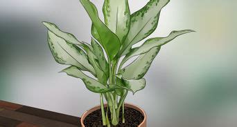 Cacti & succulent care tips: How to Prune Houseplants: 11 Steps (with Pictures) - wikiHow