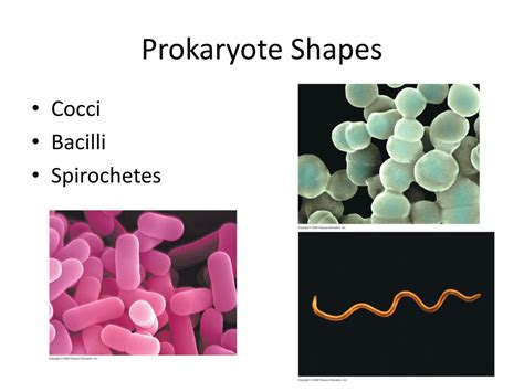 Ppt Prokaryotes And Protists Powerpoint Presentation Free Download