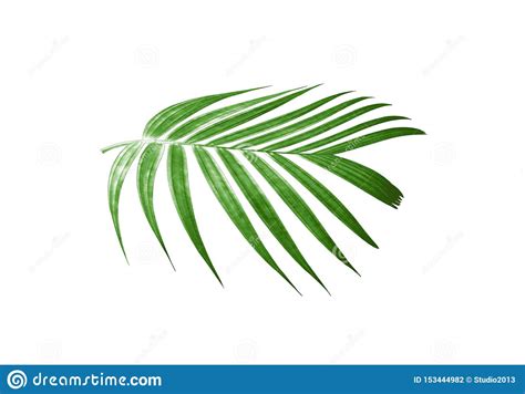 Tropical Green Palm Leaf For Summer Background Stock Photo Image Of