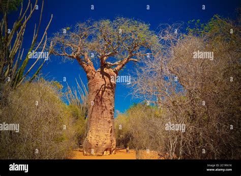 Landscape With Adansonia Grandidieri Baobab Tree In Reniala National