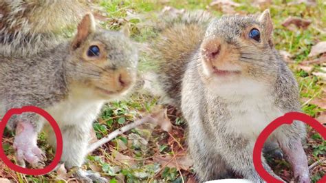 The Unlikely Friendship Feeding And Protecting An Injured Squirrel