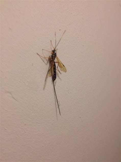 What Is This It Looks Like A Crane Fly But Has What Looks