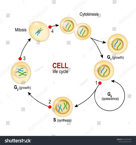 Cell Cycle From Quiescence Growth And Dna Replication To Mitosis And
