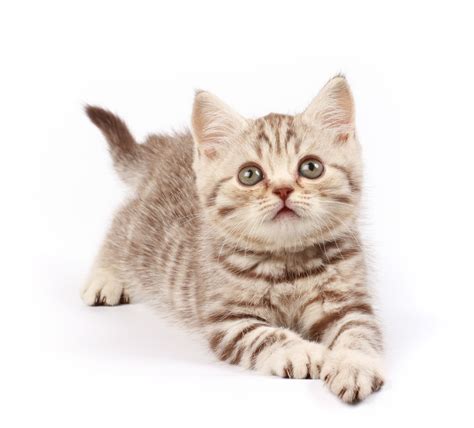 Tabby cats are very common. The Personality of a Tabby Cat is Quite Unique in All ...