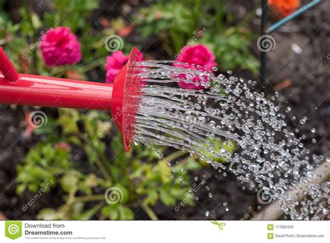 Watering Can Pouring Water On Colorful Spring Flowers Stock Photo